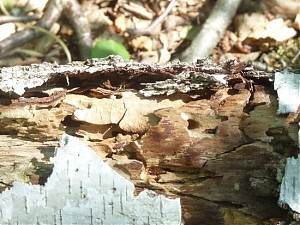 Dieses Bild zeigt, wie schön einfache Natur sein kann.