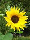 Sonnenblume