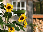 Sonnenblumen im Ökodorf