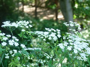 Das dürften weisse Schafgarbe-Blüten sein.