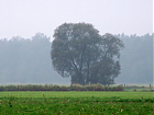 Baum auf grünem Feld