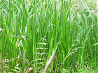 hochwachsendes Gras