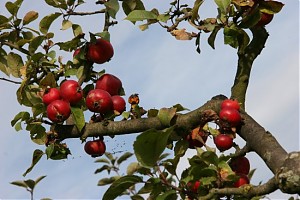 Rote Äpfel am Baum